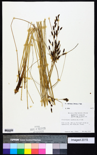 Fimbristylis castanea image