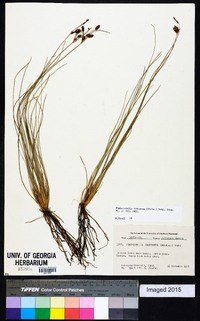 Fimbristylis castanea image