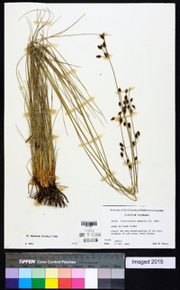 Fimbristylis castanea image