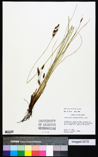 Fimbristylis castanea image