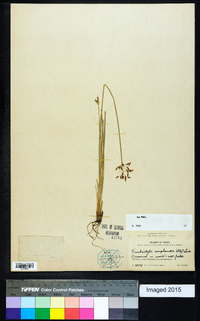 Fimbristylis complanata image