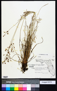 Fimbristylis dichotoma image