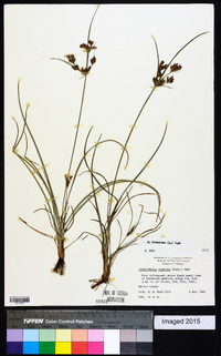 Fimbristylis dichotoma image