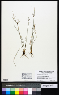 Fimbristylis dichotoma image