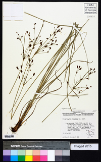 Fimbristylis dichotoma image