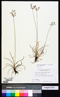 Fimbristylis dichotoma image