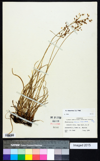 Fimbristylis dichotoma image