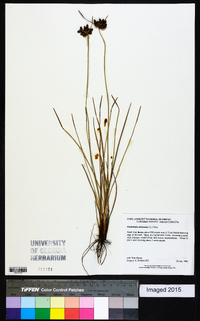 Fimbristylis dichotoma image