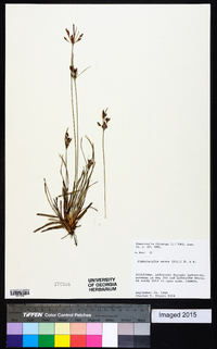 Fimbristylis dichotoma image