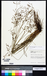 Fimbristylis dichotoma image