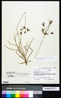 Fimbristylis dichotoma image