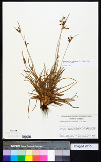 Fimbristylis dichotoma image