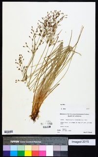 Fimbristylis dichotoma image