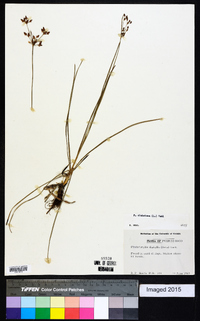 Fimbristylis dichotoma image