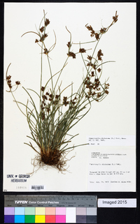 Fimbristylis dichotoma image