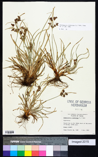 Fimbristylis dichotoma image