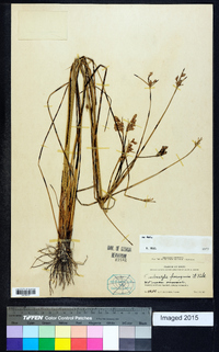 Fimbristylis ferruginea image