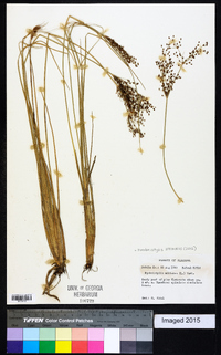 Fimbristylis miliacea image