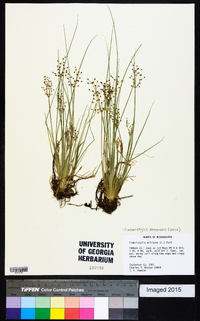 Fimbristylis miliacea image