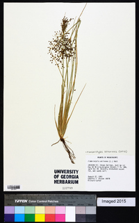 Fimbristylis miliacea image