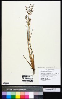 Fimbristylis miliacea image