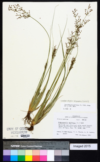 Fimbristylis miliacea image