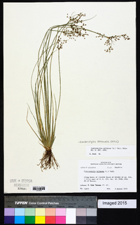 Fimbristylis miliacea image