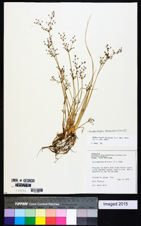 Fimbristylis miliacea image