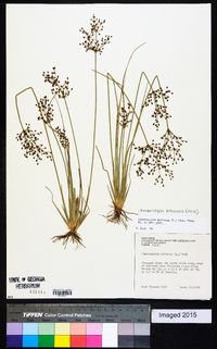 Fimbristylis miliacea image