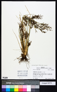 Fimbristylis miliacea image