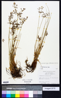 Fimbristylis miliacea image