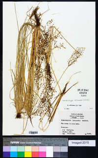 Fimbristylis miliacea image