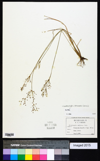 Fimbristylis miliacea image