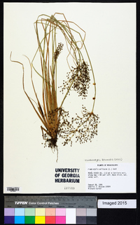 Fimbristylis miliacea image