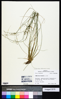 Fimbristylis miliacea image