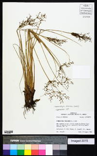 Fimbristylis miliacea image