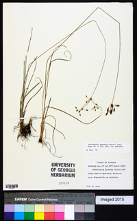 Fimbristylis puberula var. puberula image