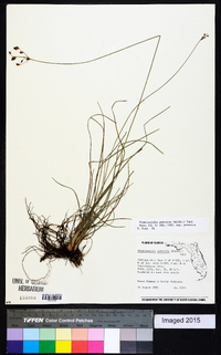 Fimbristylis puberula var. puberula image