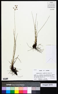 Fimbristylis puberula image