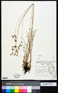 Fimbristylis puberula image