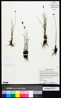 Fimbristylis puberula image