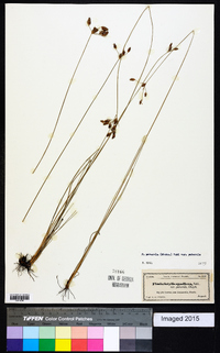 Fimbristylis puberula image