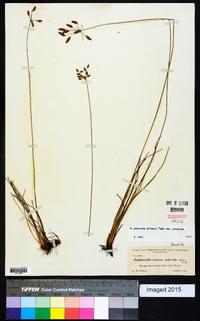 Fimbristylis puberula image