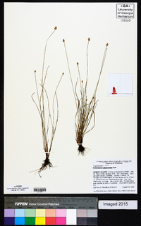 Fimbristylis schoenoides image