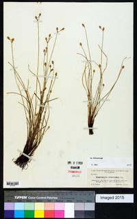 Fimbristylis schoenoides image