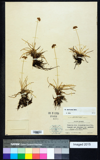 Fimbristylis spathacea image