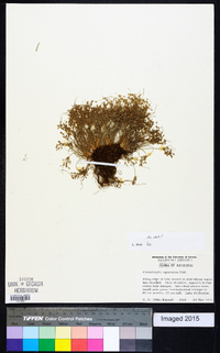 Fimbristylis spathacea image