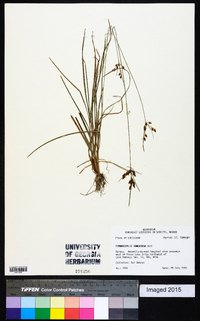 Fimbristylis tomentosa image