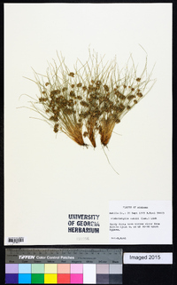 Fimbristylis vahlii image