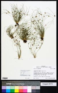 Fimbristylis vahlii image